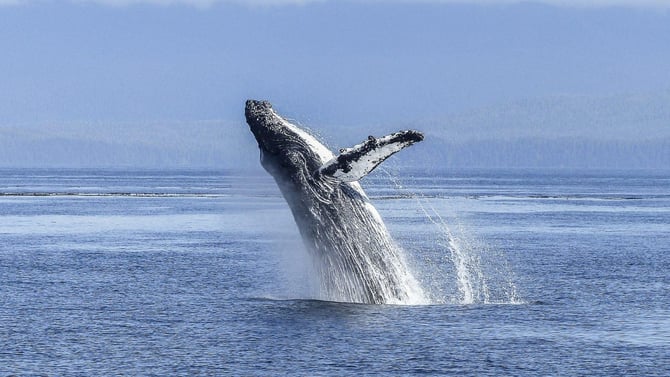 Maui Whale Watching in Kihei at Luana Kai Condo Resort