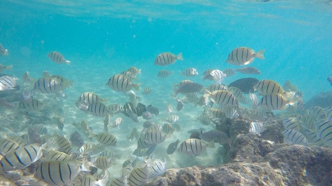 Maui Snorkeling and SCUBA